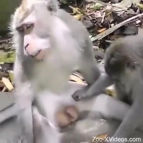 Monkeys get ready to fuck and share insane porn perversions