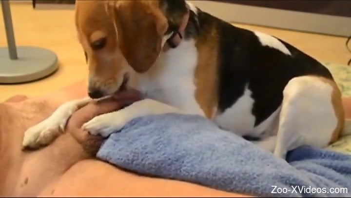 Dude's hard cock is just a chew toy for this dog