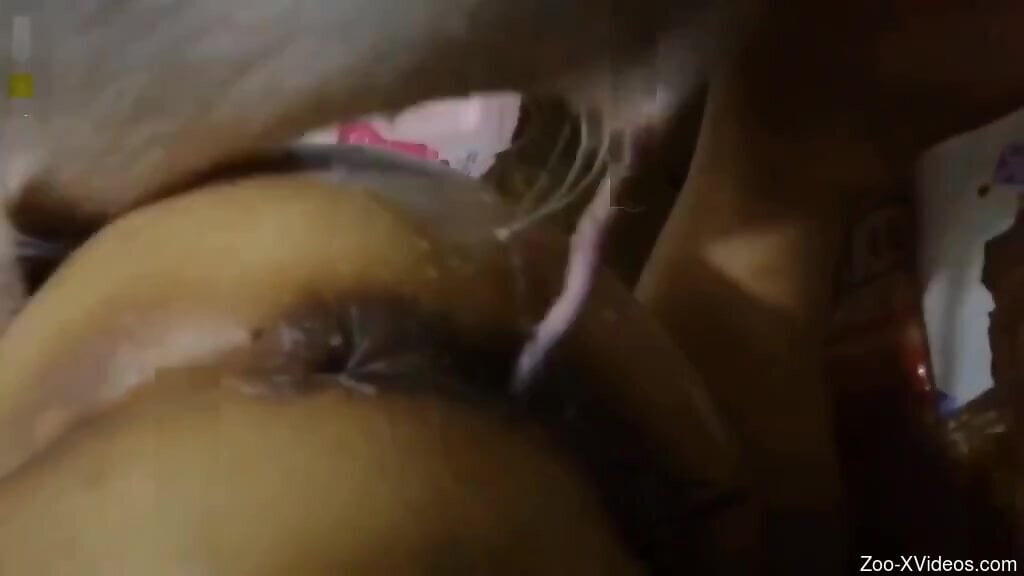 Fine woman tries pig cock in both her juicy holes