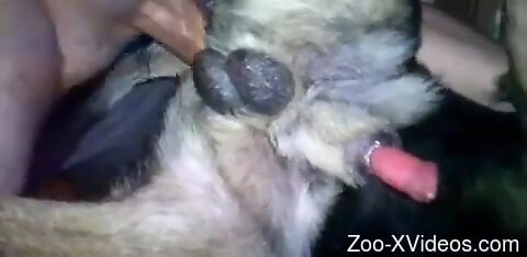 horny dog loudly fucks furry dog in crazy manners on cam