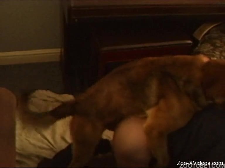 Horny dog makes love with attractive woman in doggystyle