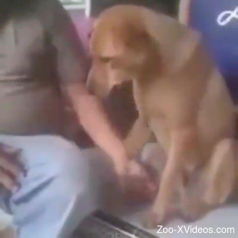 Dude casually stroking a dog's neat-looking cock