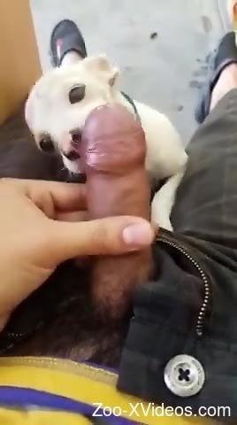 Man loves the small dog licking his erect cock in such manners