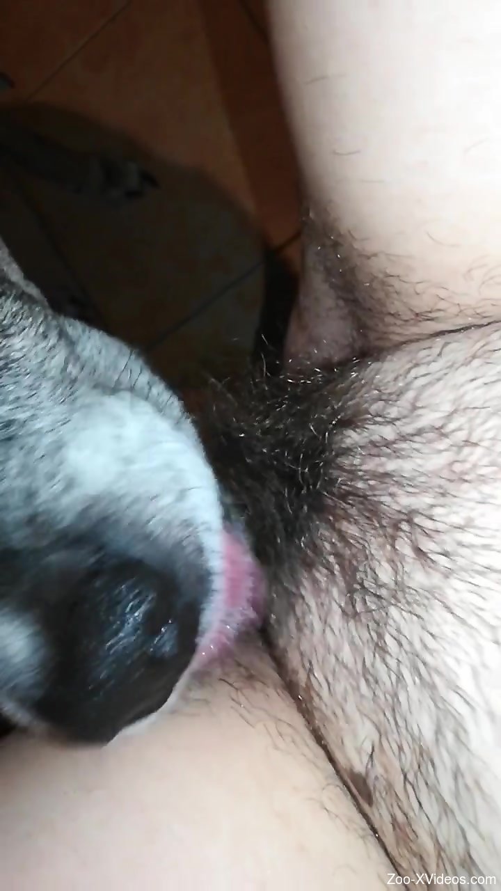 Naked female leaves the dog lick and sniff her cunt