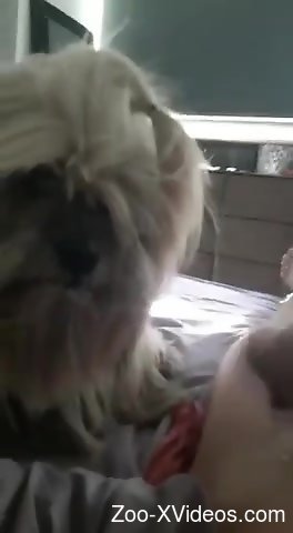 Horny animal casually licking this man's penis