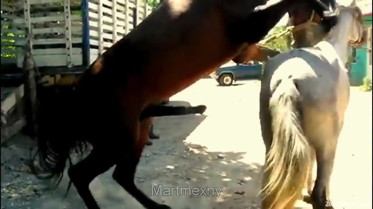 Brown stallion fucks a white mare's hot pussy