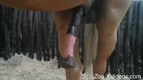Sexy horse showcasing its nice boner for you