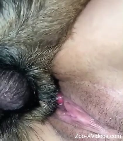 Neat dog with a red cock fucking a juicy zoophile