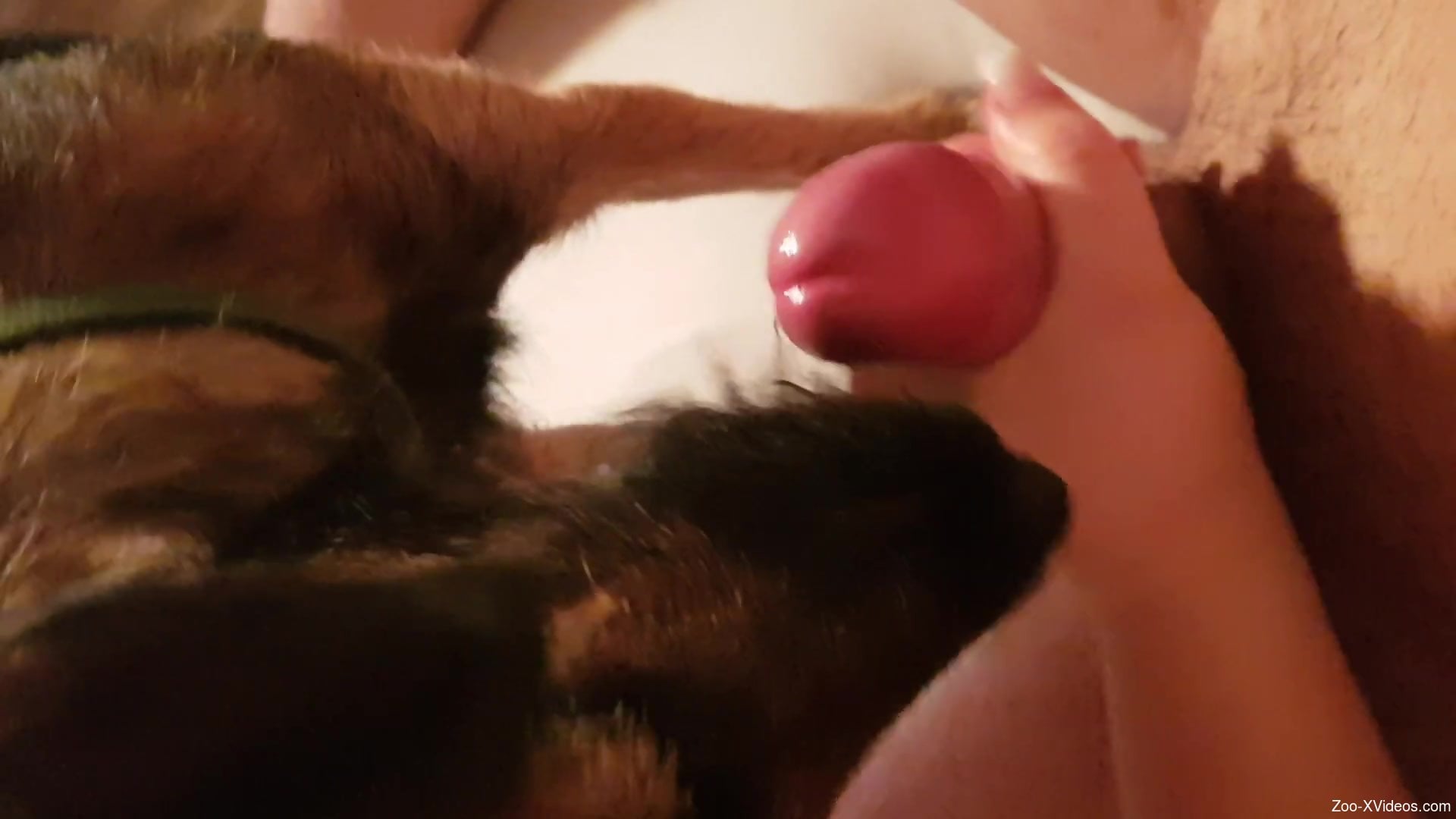 Dude jerking his dick and enjoying a hot blowjob