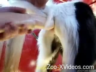 Sweet doggy ass is getting impaled hard with a sex toy