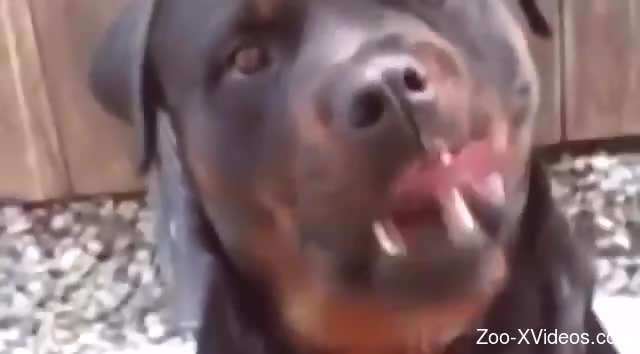 Passionate oral with the best zoophile ladies ever