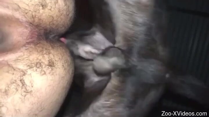 Man with hairy ass butt fucked by a dog and soaked in sperm