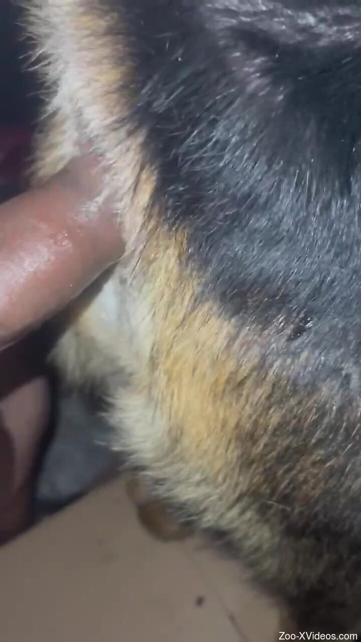 Man deep fucks dog's pussy and ass in loud webcam fetish