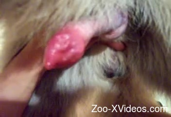 Dog's red cock seems like the tastiest treat of 'em all