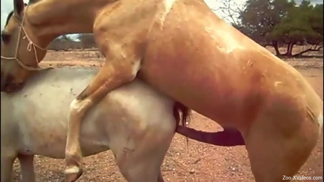 Brown stallion ravages a horny mare's pussy