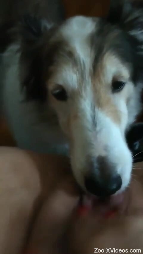 Insolent woman allows dog to lick her pussy in sloppy modes
