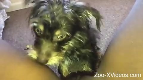 POV cunnilingus video with a really kinky doggo