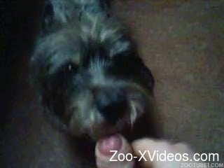 Watch how a cute small puppy is licking a hard loaded dick