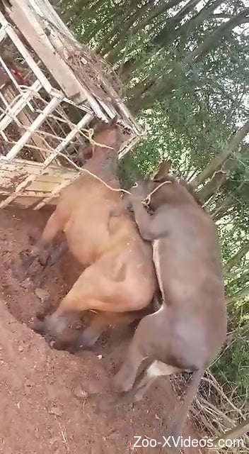 Donkey loving showing the best beasts fucking