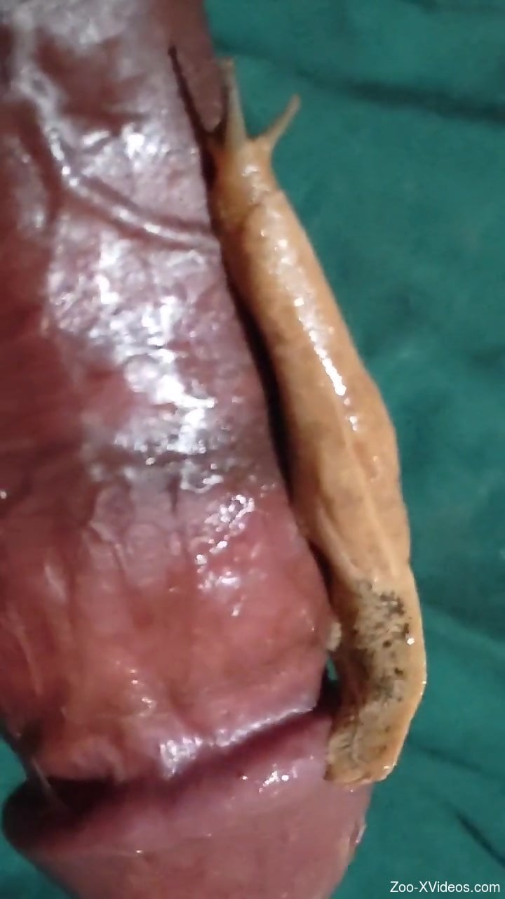 Man masturbates with a big snail on his penis