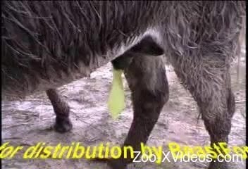 Two cute black ponies have amazing sex in doggy style pose