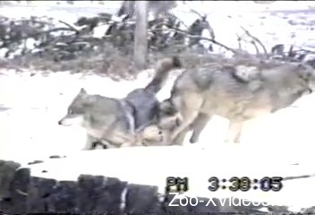 Pack of wolves enjoying a fascinating foursome