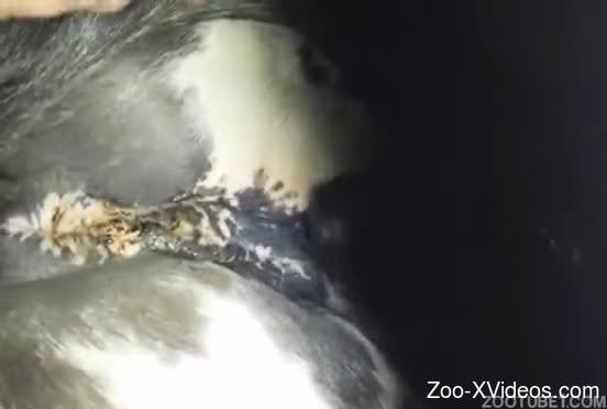 Horny closeup scenes when a guy finger fucks dog's pussy