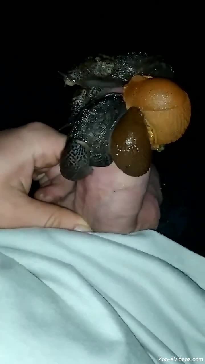 Dude's hard cock getting pleasured by three snails