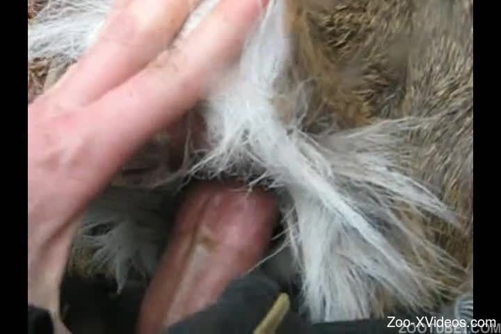 Fucking my amazing hairy animal in doggy style pose