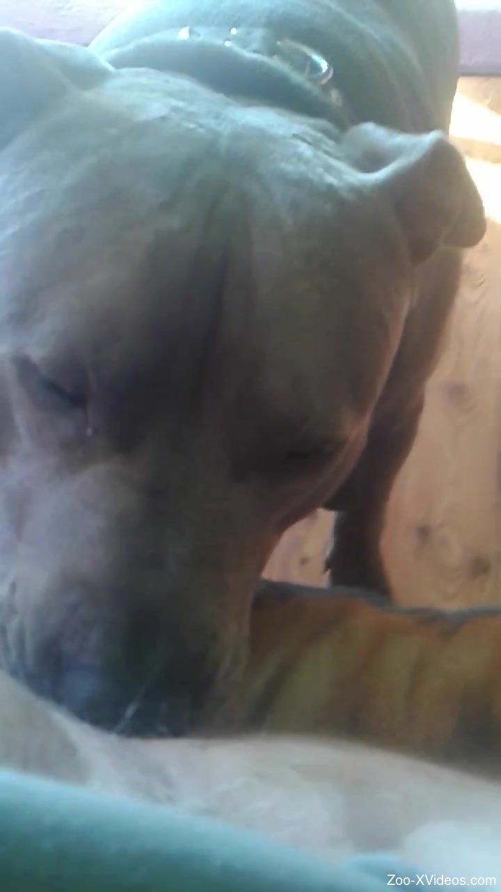 Dog licks woman's pussy and clit while she masturbates