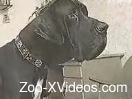 Man lets dog fuck his young wife under his control