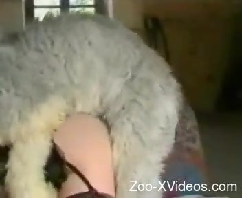 Hottie in fishnets fucking a sexy animal from behind