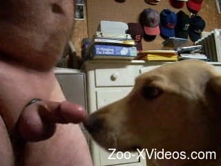 Cock ring dude gets his flaccid dong licked by a dog