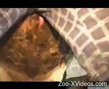 Serious scenes of animal porn caught on cam in close details