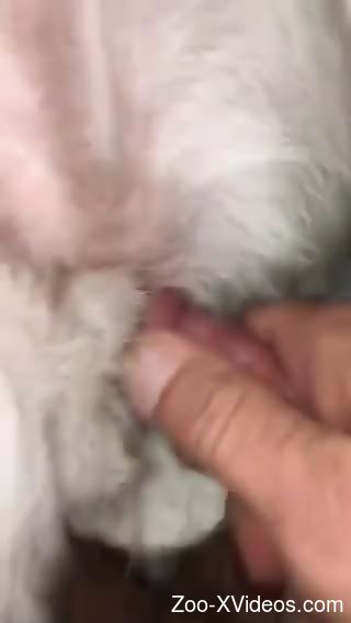 Dude eagerly fucking a very furry white animal