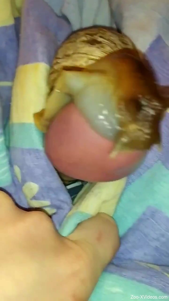 Dude fucks a snail in yet another strange fetish video