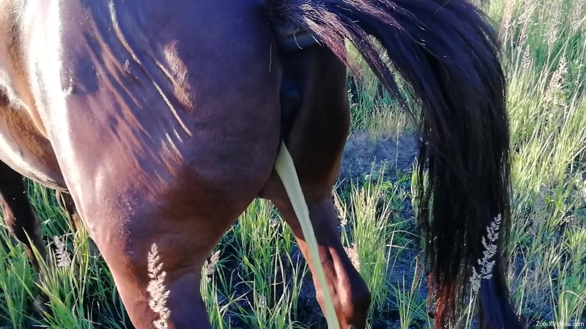 Man wants to fuck this stallion in the ass