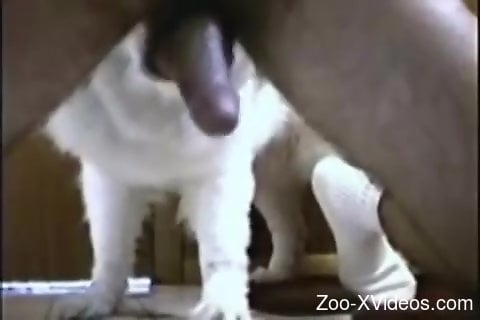 Dude using his hard cock to pleasure a sexy dog