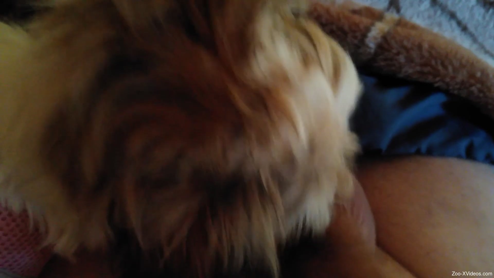 Dude is happy to get his cock licked by a kinky dog