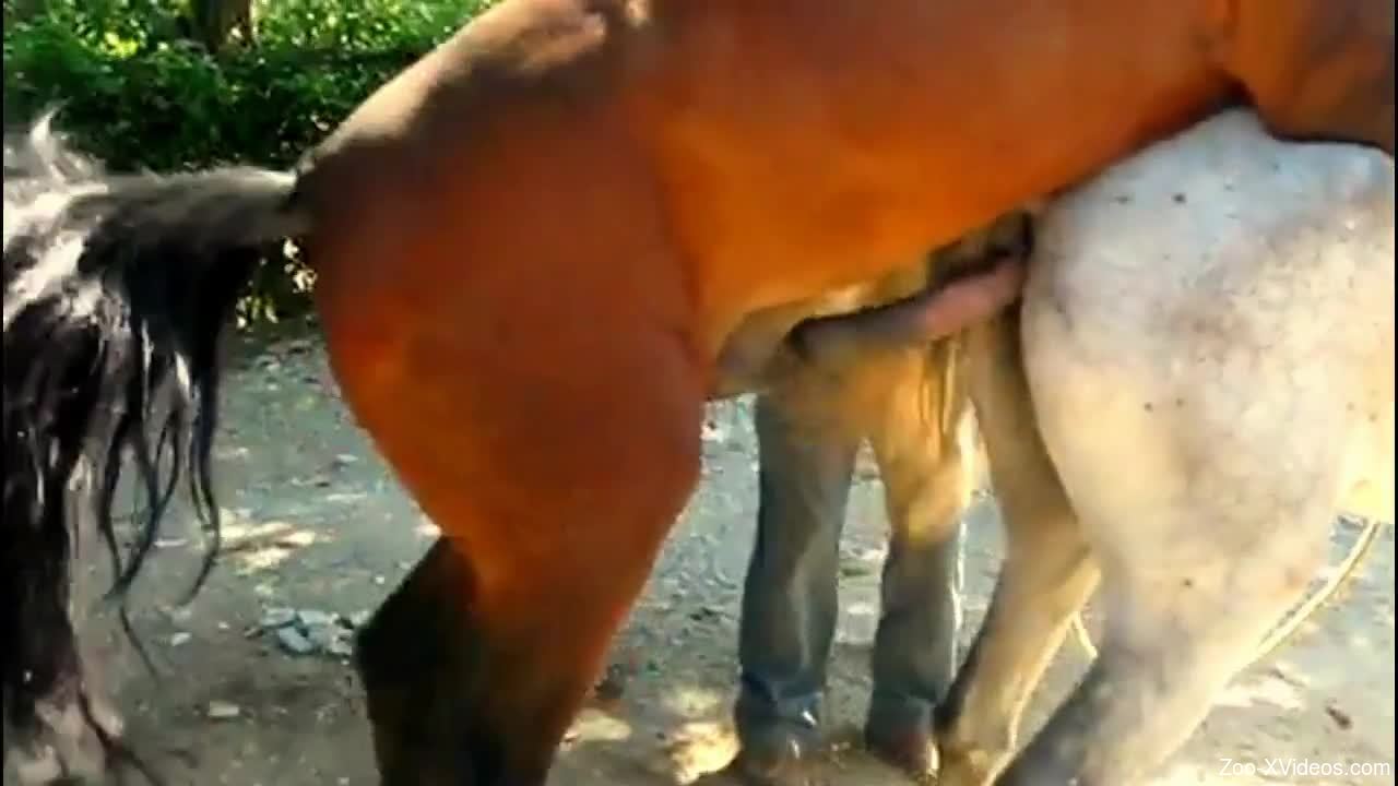 Brown horse drilling a white mare's cunt in public