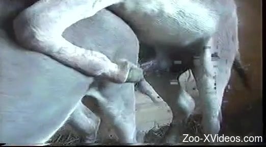 Horny stallion penetrates obedient mare with his schlong in barn