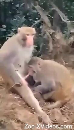 Aroused man watches monkey getting laid