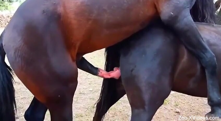 Horses fucking make horny zoophilia lover crave animal sex