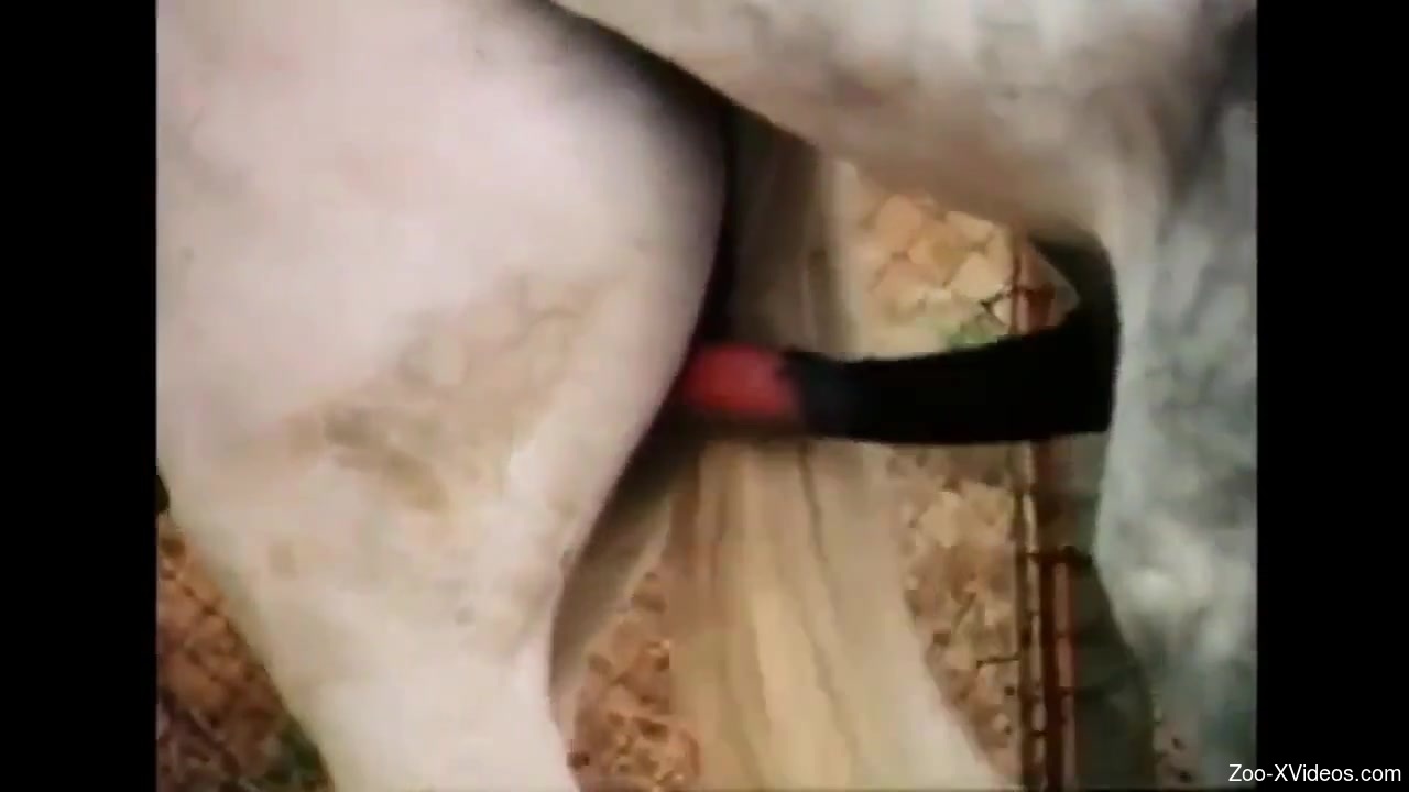 Close-up bestiality with a massive horse cock