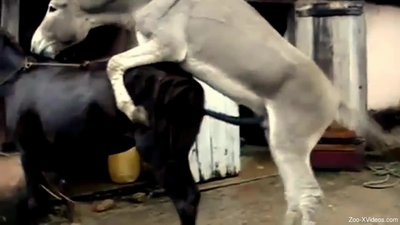 Awesome and innocent farm animal used for hardcore bestiality XXX