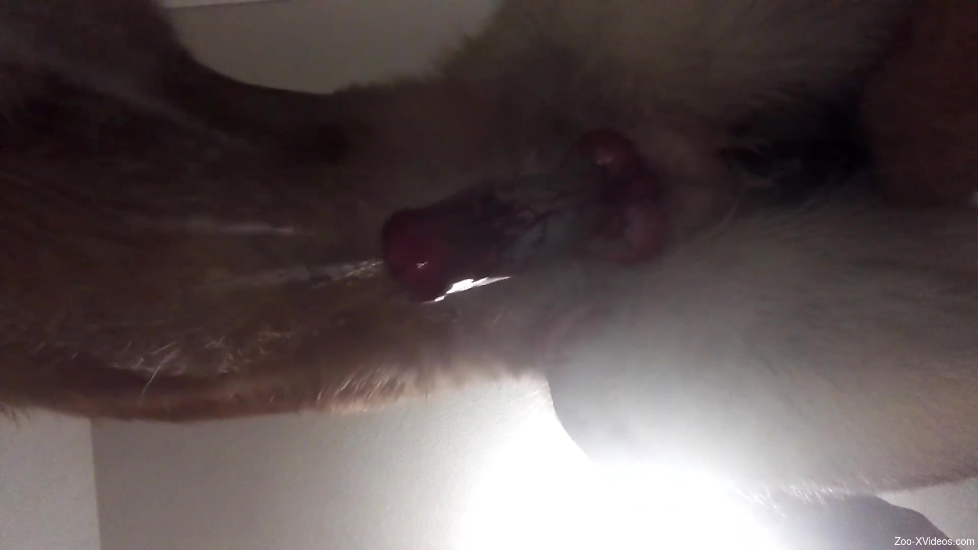 Dog cock being showcased in a zoophile porn vid