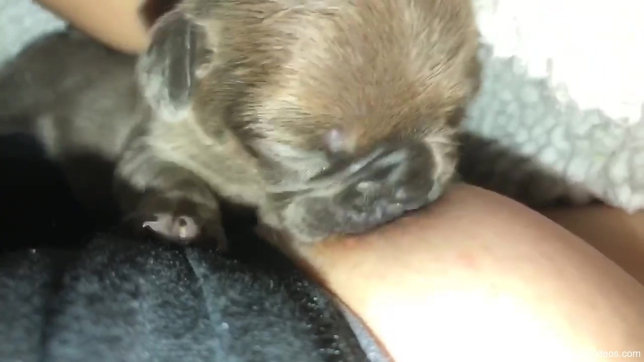 Naked female enjoys a small puppy sucking on her tits