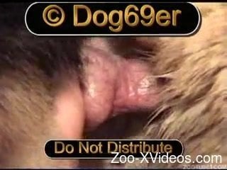 Nice to see how two awesome dogs have amazing sex in close-up