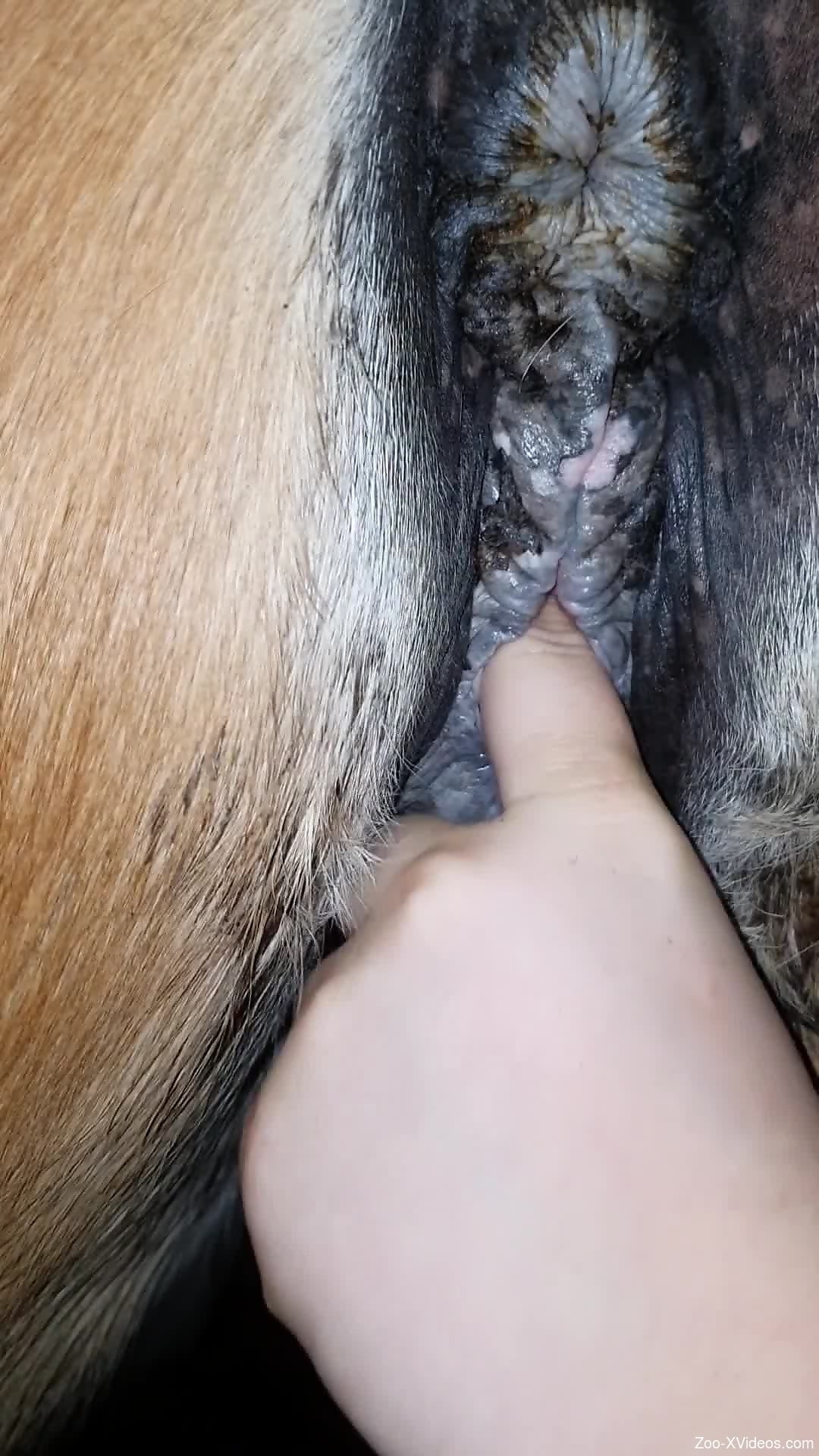 Aroused female sticks the fingers into the horse's vagina