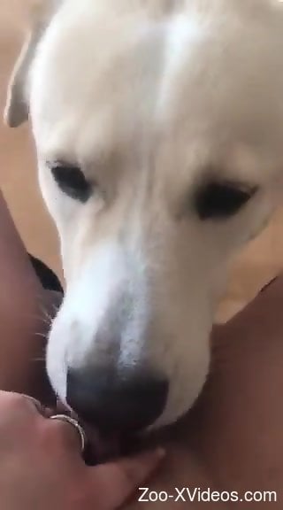 Juicy pussy babe gets licked by a dog in POV